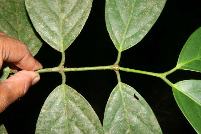 Salacia cordata subsp. petenensis (Lundell) Lombardi resmi