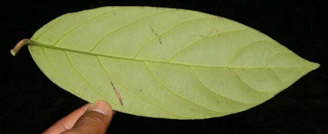 Image of Salacia cordata subsp. petenensis (Lundell) Lombardi