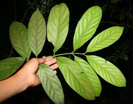 Salacia cordata subsp. petenensis (Lundell) Lombardi resmi