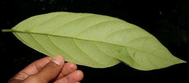 Salacia cordata subsp. petenensis (Lundell) Lombardi resmi