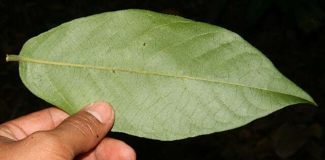 Image of Sapranthus viridiflorus G. E. Schatz