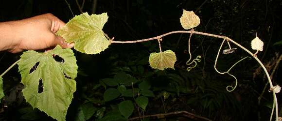 Image of West Indian grape