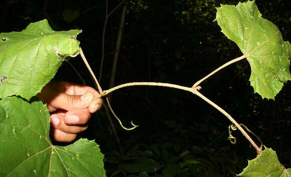 Image of West Indian grape