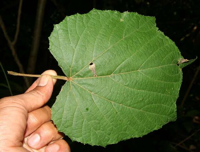 Image of West Indian grape