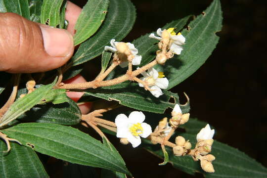 Image of Conostegia xalapensis (Bonpl.) D. Don