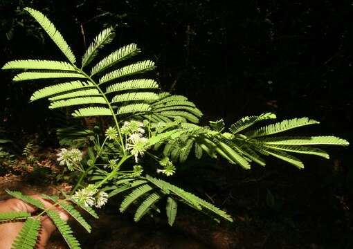 Image of bigleaf bristlegrass