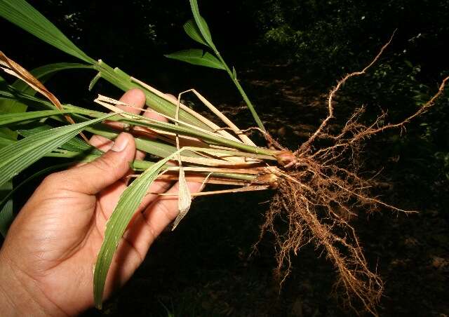 Image de Setaria palmifolia (J. Koenig) Stapf