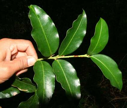 Image of Erythroxylum macrophyllum Cav.