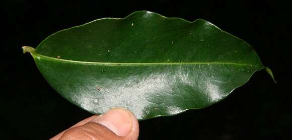 Image of Erythroxylum macrophyllum Cav.