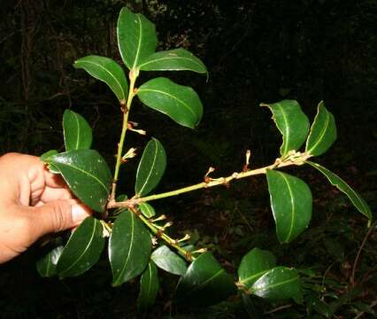 Image of Erythroxylum macrophyllum Cav.