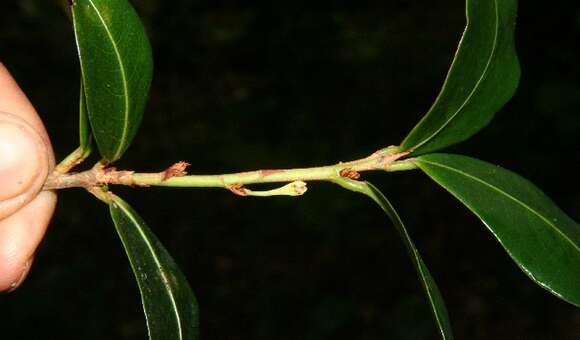 Image of Erythroxylum macrophyllum Cav.