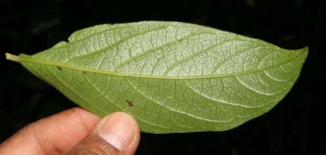 Image of Cordia eriostigma Pittier