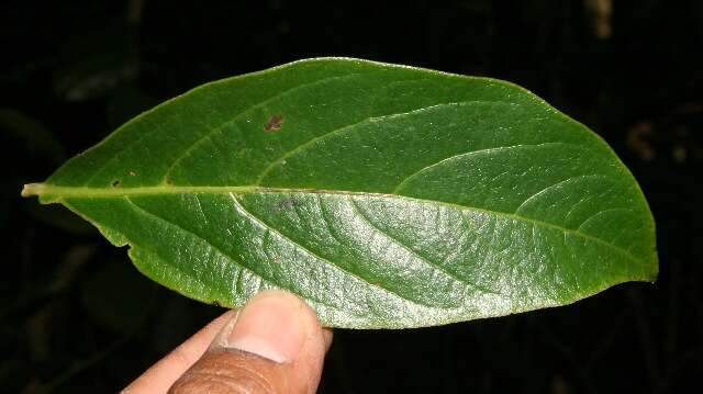 Image of Cordia eriostigma Pittier