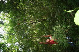 Image of Cordia eriostigma Pittier