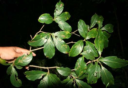 Image of Cordia eriostigma Pittier