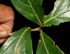 Image of Cordia eriostigma Pittier