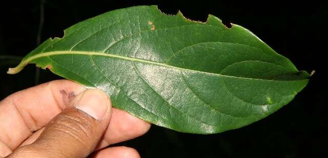 Image of Cordia eriostigma Pittier