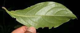 Image of Cordia eriostigma Pittier