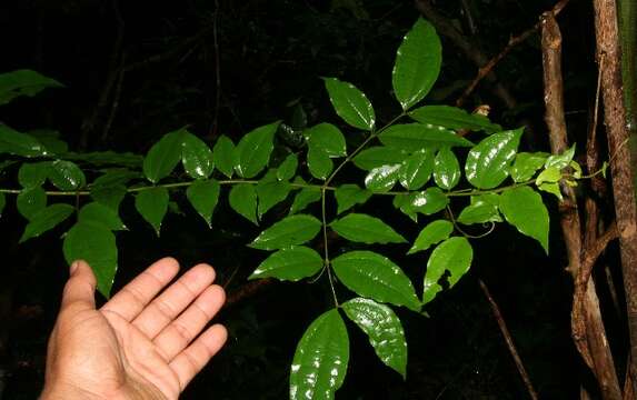 Plancia ëd Strychnos guianensis (Aubl.) Mart.