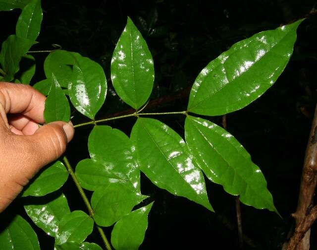 Plancia ëd Strychnos guianensis (Aubl.) Mart.