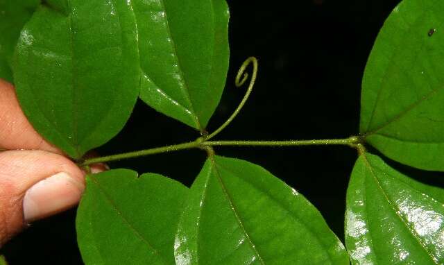 Plancia ëd Strychnos guianensis (Aubl.) Mart.