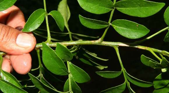 Image of Bastard Lime