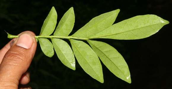 Image of Bastard Lime