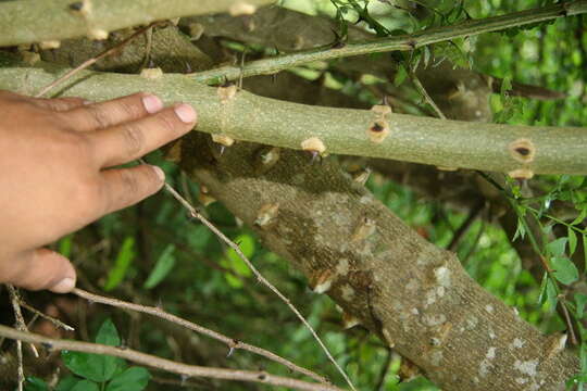 Image of Zanthoxylum fagara subsp. culantrillo (Kunth) Reynel