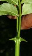 Image of Zanthoxylum fagara subsp. culantrillo (Kunth) Reynel