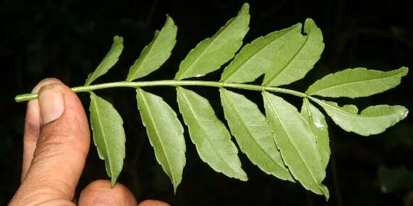 Image of Zanthoxylum fagara subsp. culantrillo (Kunth) Reynel