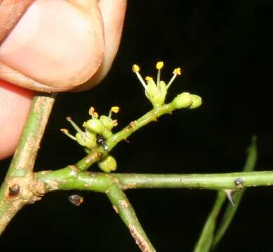 Image of Zanthoxylum fagara subsp. culantrillo (Kunth) Reynel