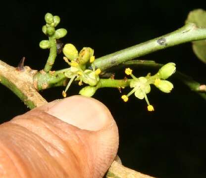 Image of Zanthoxylum fagara subsp. culantrillo (Kunth) Reynel