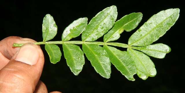 Imagem de Zanthoxylum fagara subsp. culantrillo (Kunth) Reynel