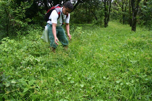 Plancia ëd Verbena litoralis Kunth