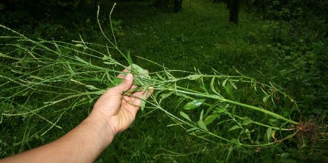 Image of seashore vervain