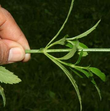 Image of seashore vervain