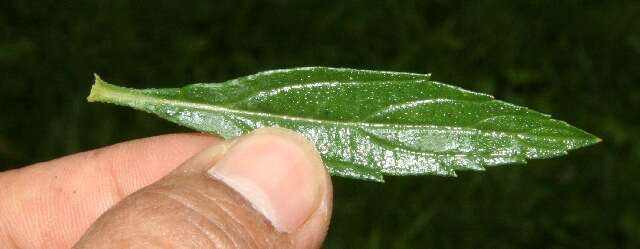 Image of seashore vervain