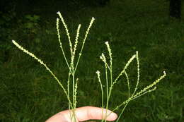 Image of seashore vervain