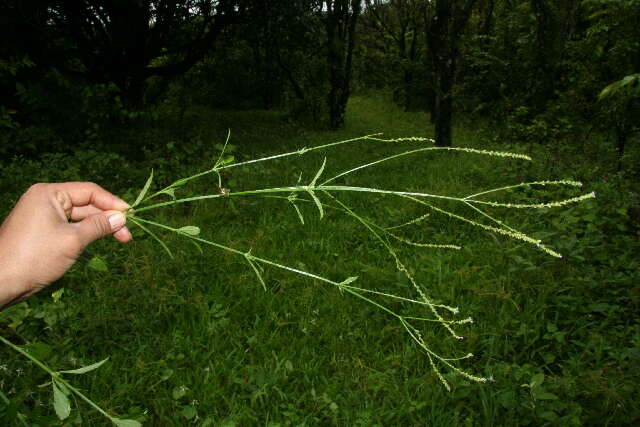 Sivun Verbena litoralis Kunth kuva