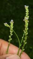 Image of seashore vervain