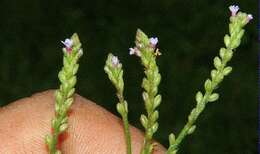 Image of seashore vervain