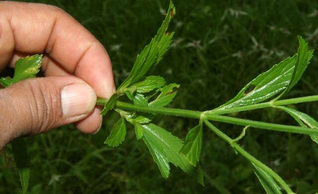 Sivun Verbena litoralis Kunth kuva