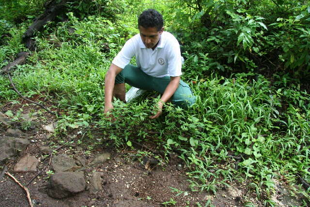 Delilia (rights holder: Guanacaste Dry Forest Conservation Fund. Daniel H. Janzen. Year: 2011.)