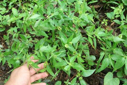 Image of Delilia biflora (L.) Kuntze