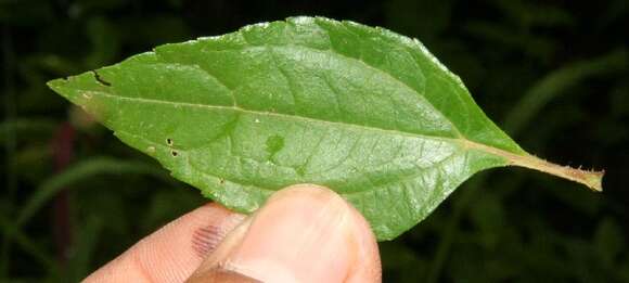 Image of Delilia biflora (L.) Kuntze