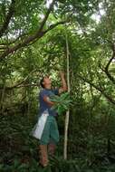 Image of Vochysia guatemalensis J. D. Smith