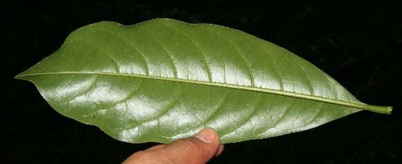 Image of Vochysia guatemalensis J. D. Smith