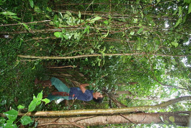 Piper amalago (rights holder: Guanacaste Dry Forest Conservation Fund. Daniel H. Janzen. Year: 2011.)