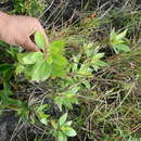 Image of Baccharis pedunculata (Mill.) Cabrera