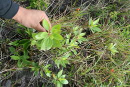 Image of Baccharis pedunculata (Mill.) Cabrera